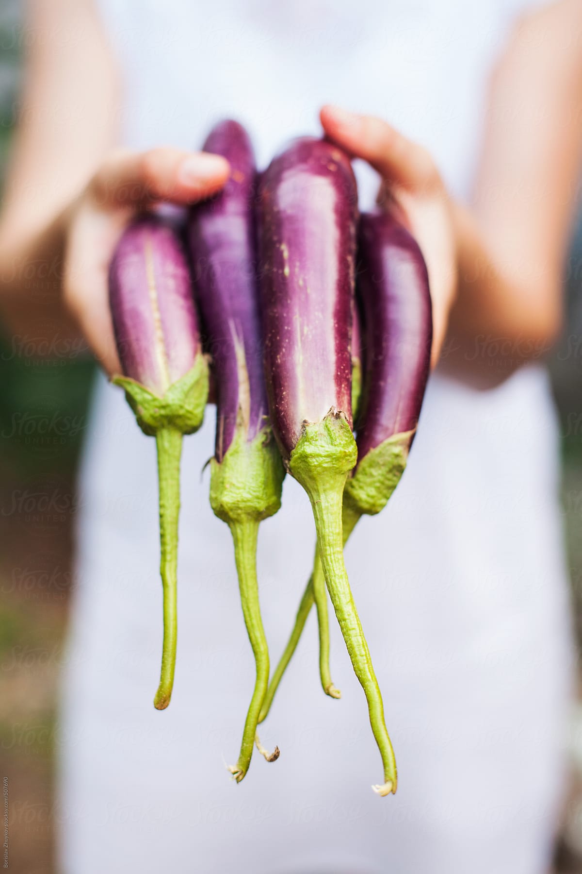 Female Holding Fresh Purple Organic Japanese Eggplant