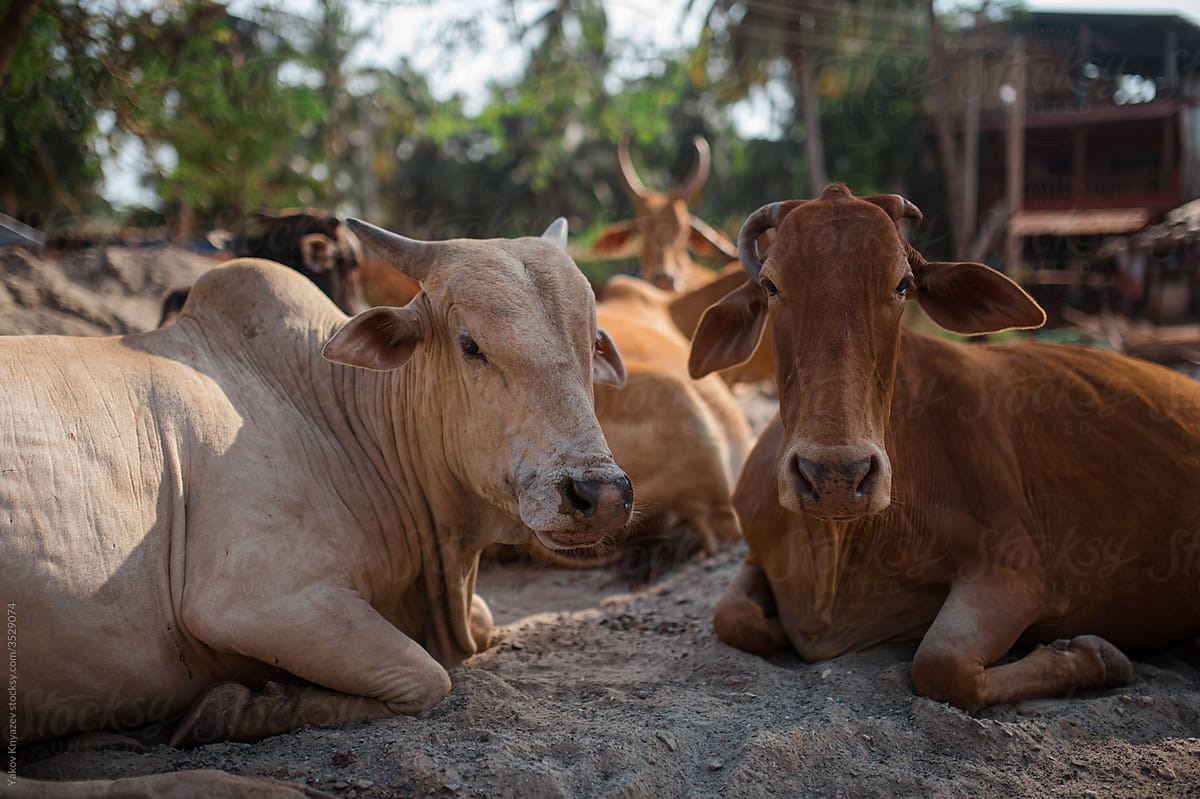 Cows, holy animals, in the street of India
