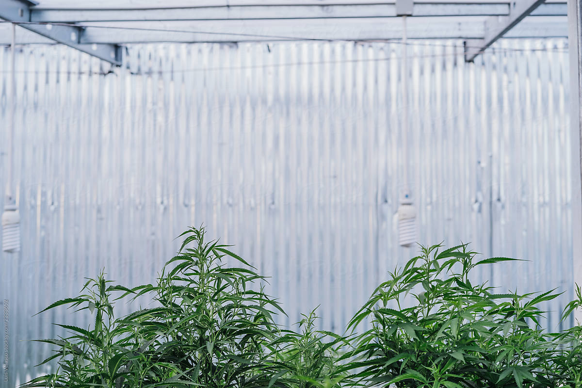 Marijuana Greenhouse With Organic Cannabis.