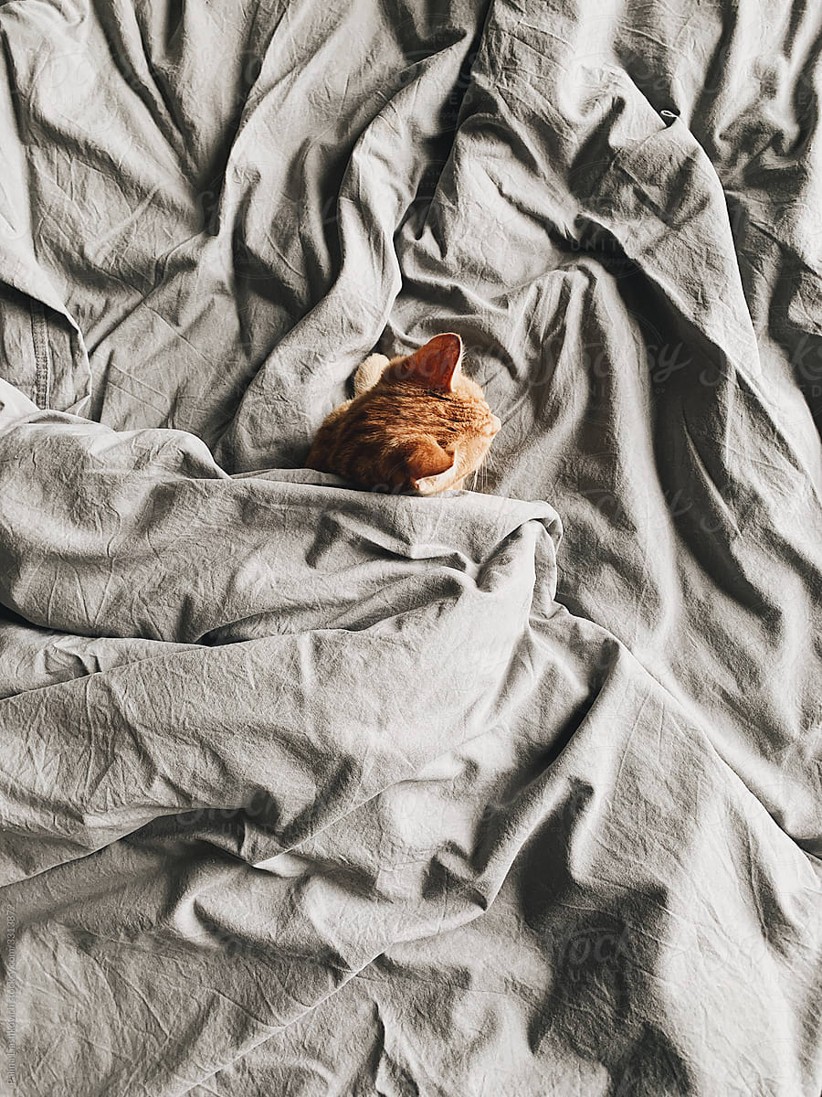 Minimal portrait of ginger cat in bed.