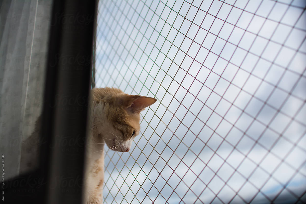 Curious cat on window with protective net