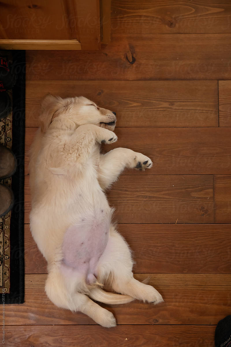 A Golden Retriever Puppy Sleeping On, Sleeping On Hardwood Floor