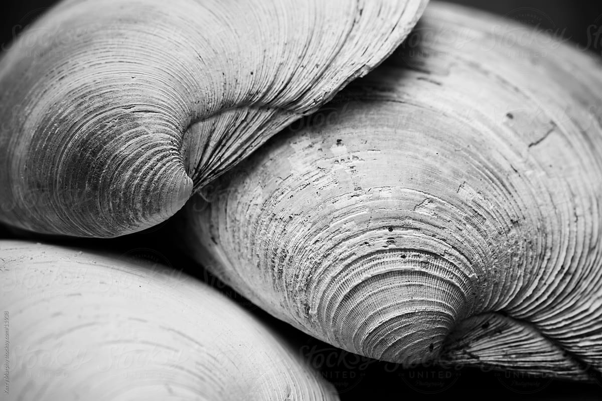 Macro of seashells in black and white