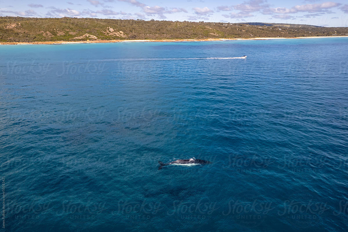 An aerial view of a whale close to shore