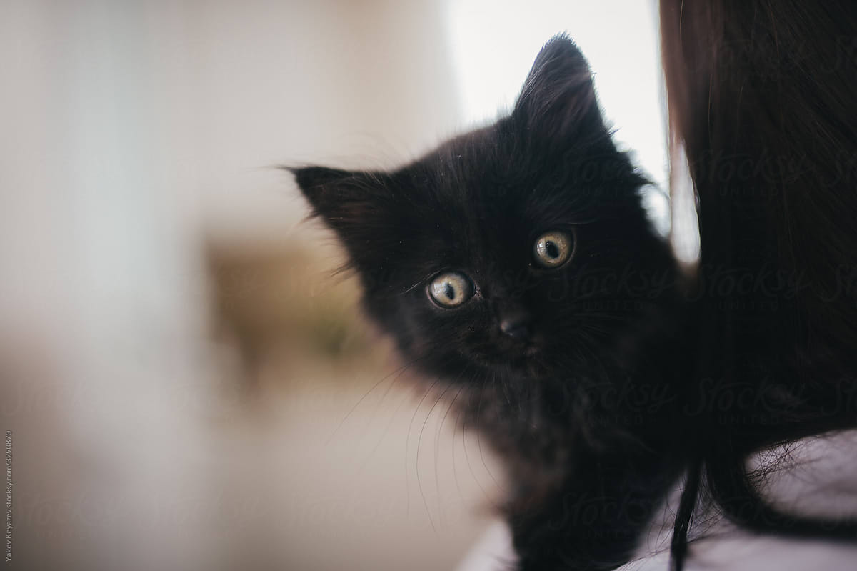 Cute black kitty on a woman's shoulder