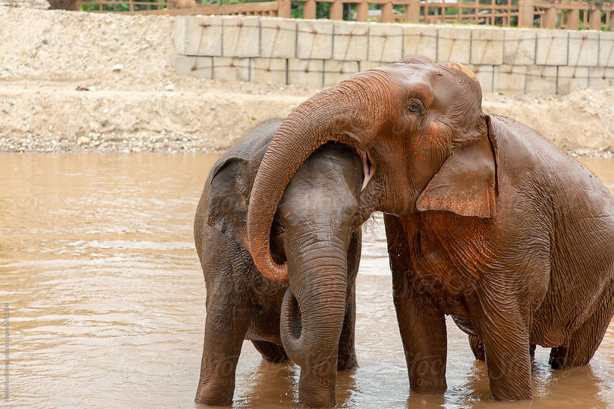 Rescue elephants in Thailand bathing in a river.