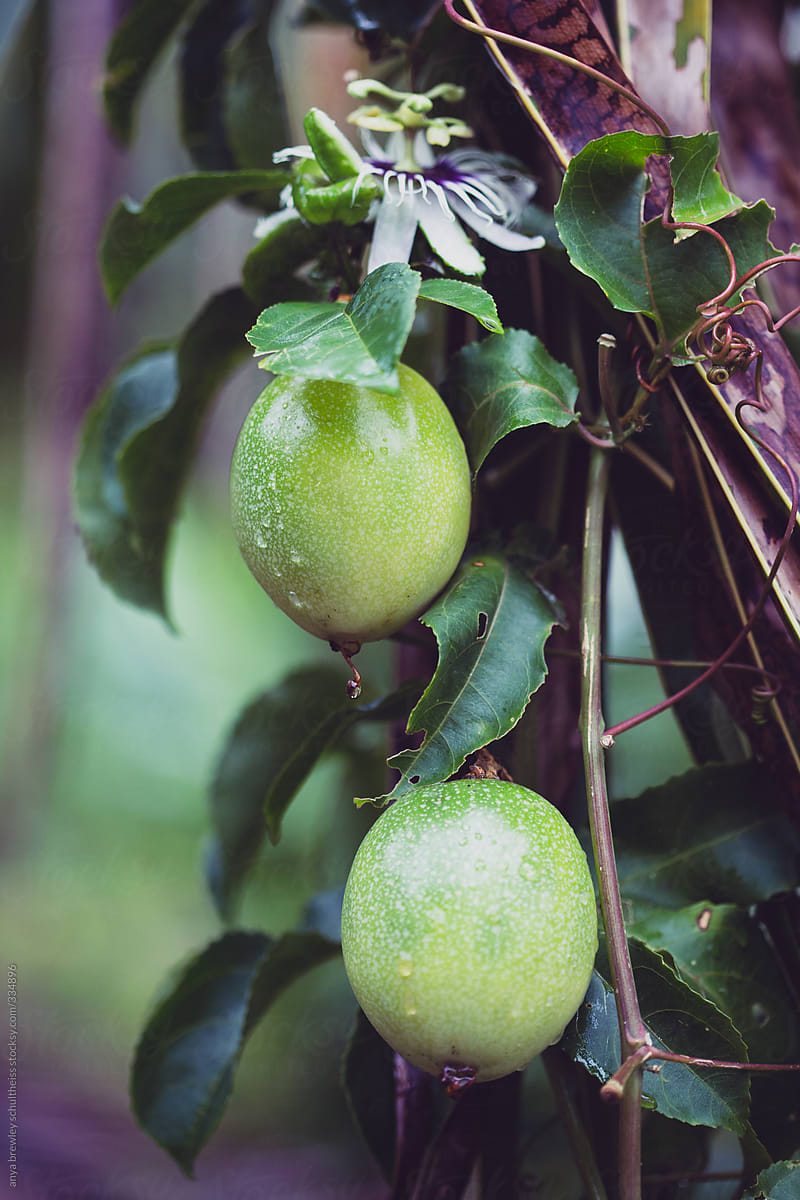 Passion fruit growing on a vine
