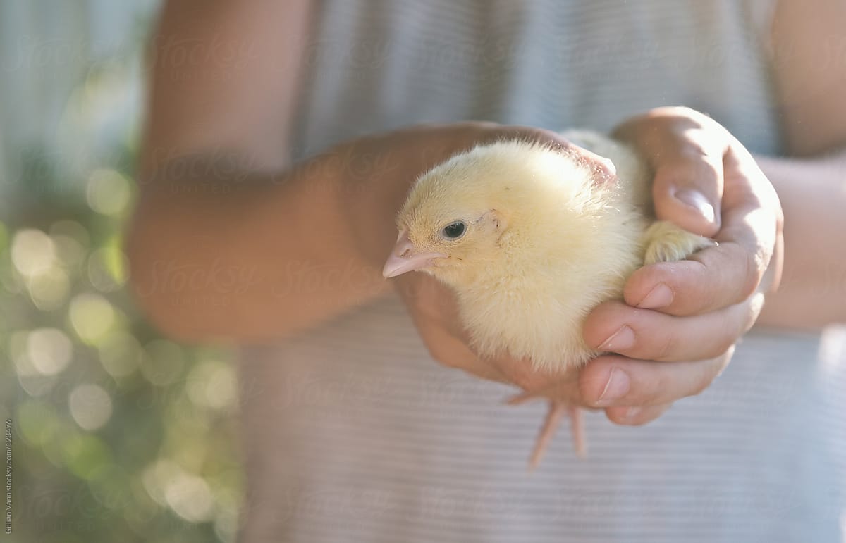 baby chick in hand