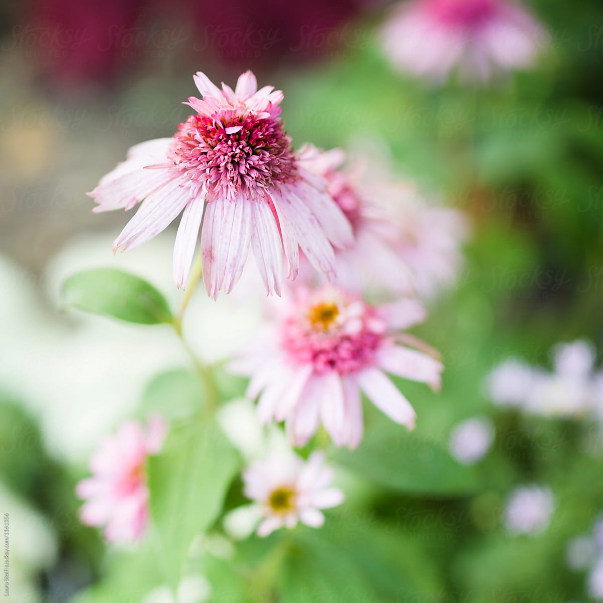 Pale pink Echinacea double Decker blossom