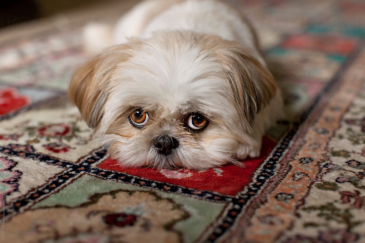Portrait of small Shih Tzu dog laying on rug