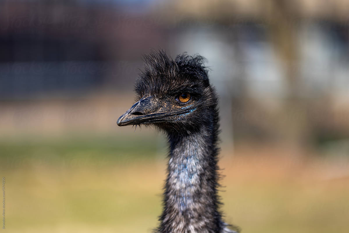 A Closeup Portrait of a Emu