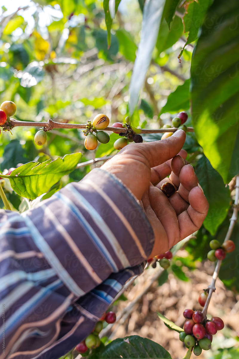 Hand Holding A Branch Of Coffee Plant
