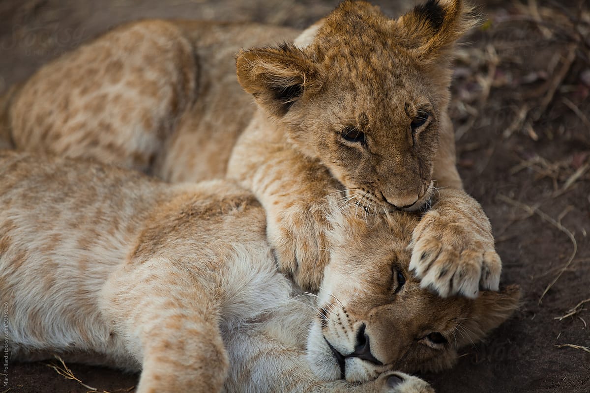 Two Young Lions at Play