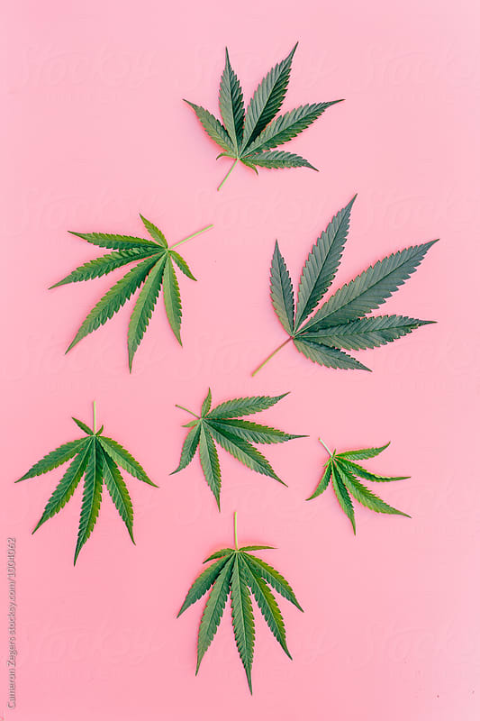 green marijuana leaves on pink background