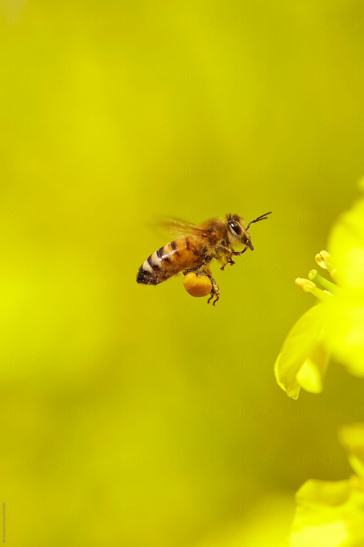 honey bee flying around rape flower