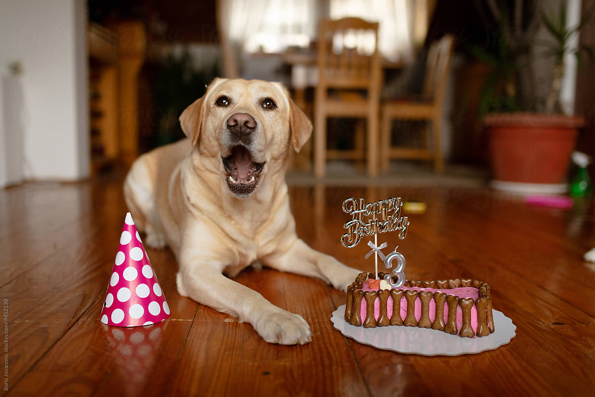 Labrador dog laying next to the cake