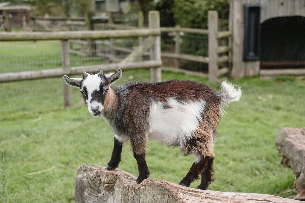 Cute pygmy goat at the petting farm