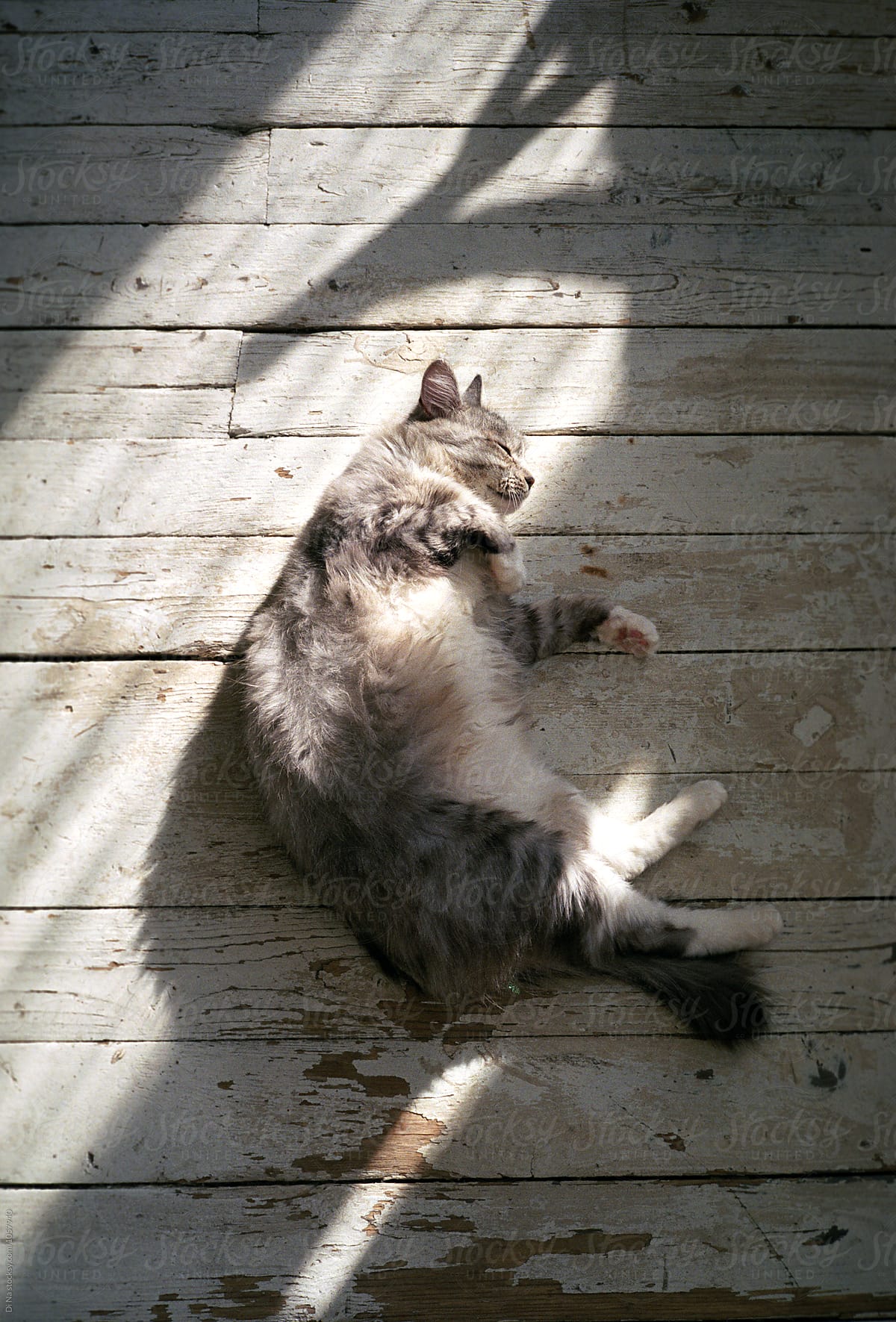 Cute Siberian cat sleeps under the sunlight