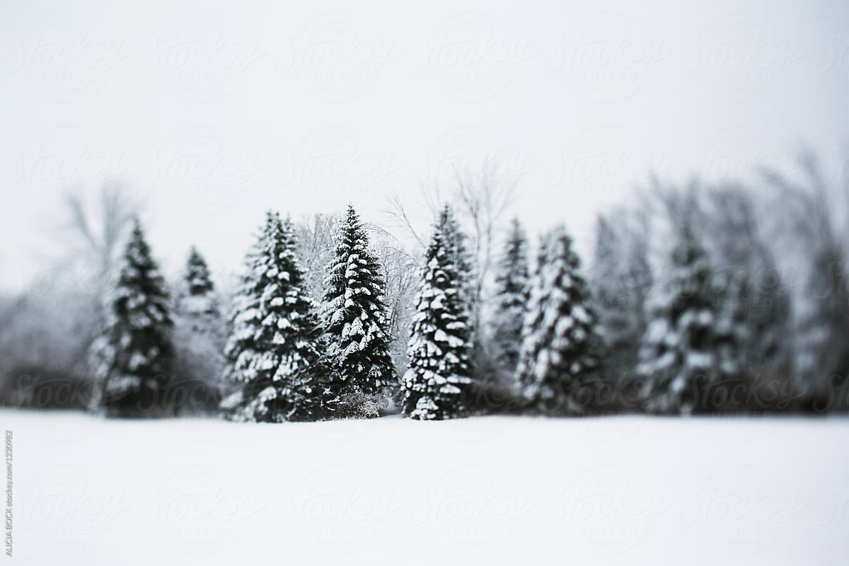 A Row Of Tall Pine Trees Covered With Snow On A Cold ...
