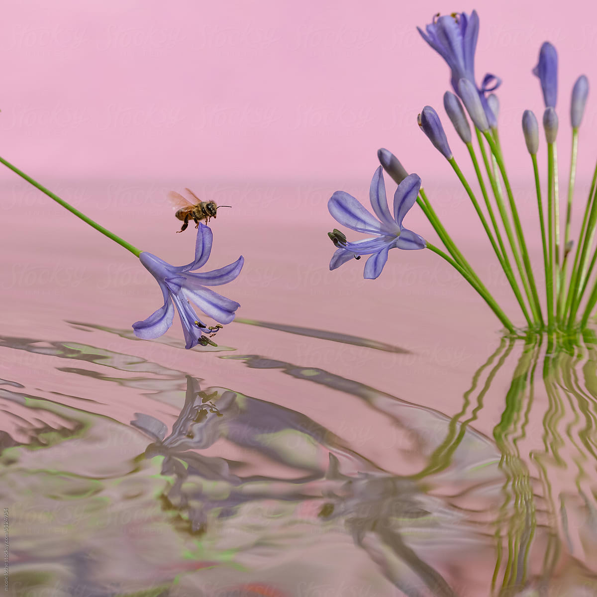 Bee taking off petal, psychedelic reflections.