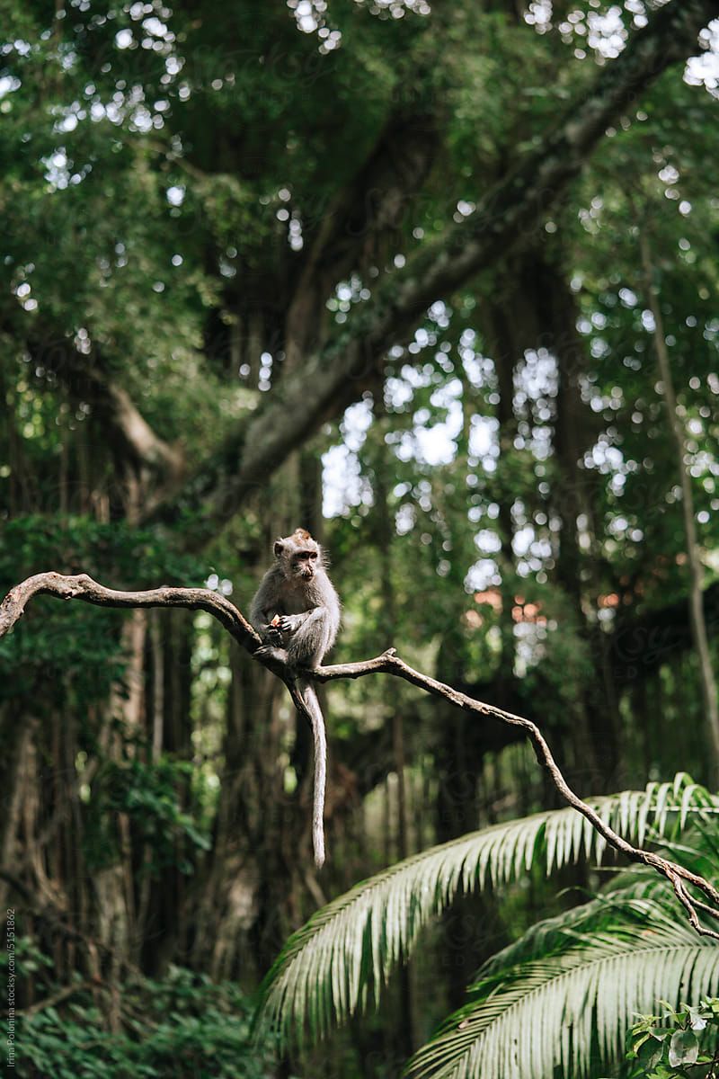 Wild monkey in tropical park.