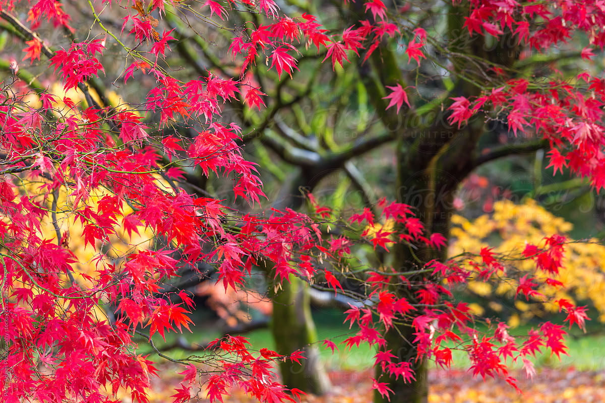 Red Maple Tree Leaves in autumn, Gloucestershire, UK