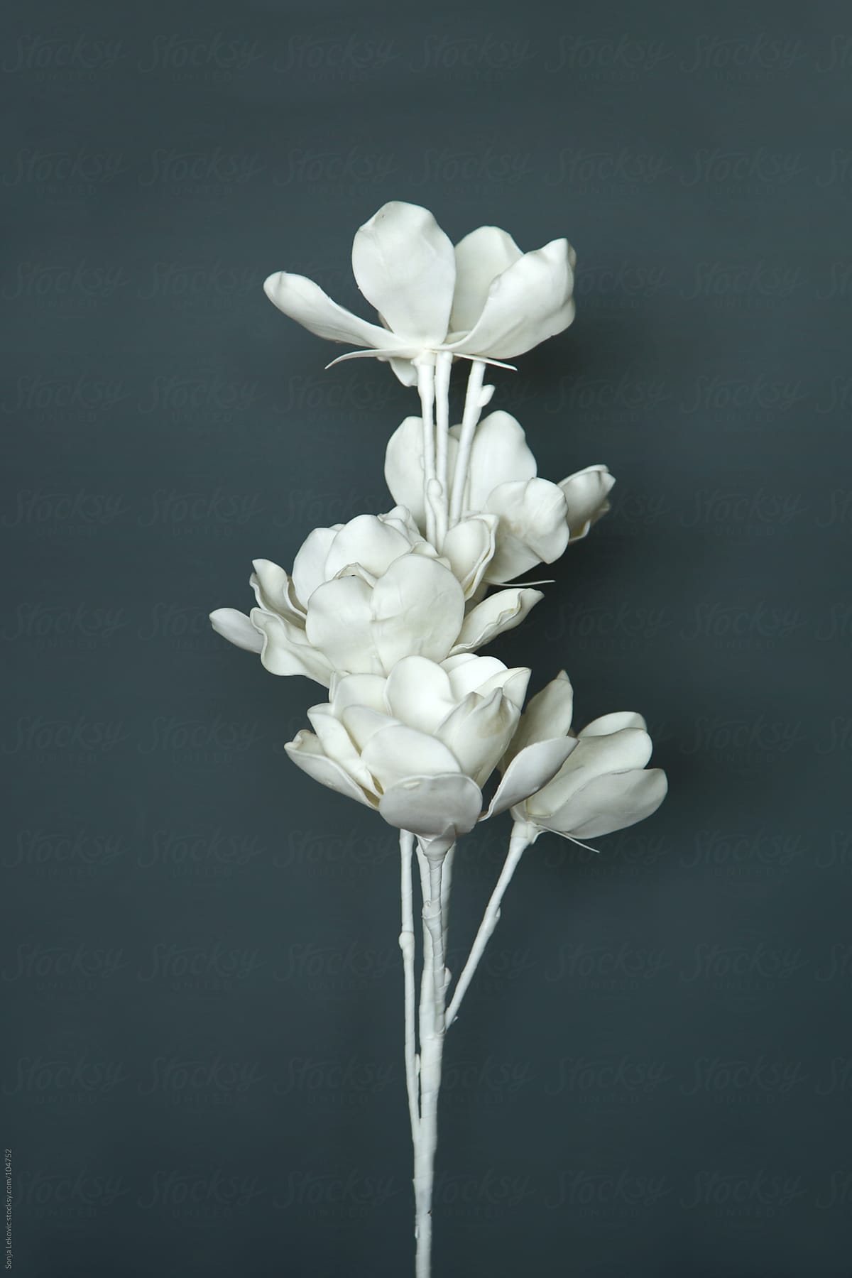 White Flower On A Dark Background