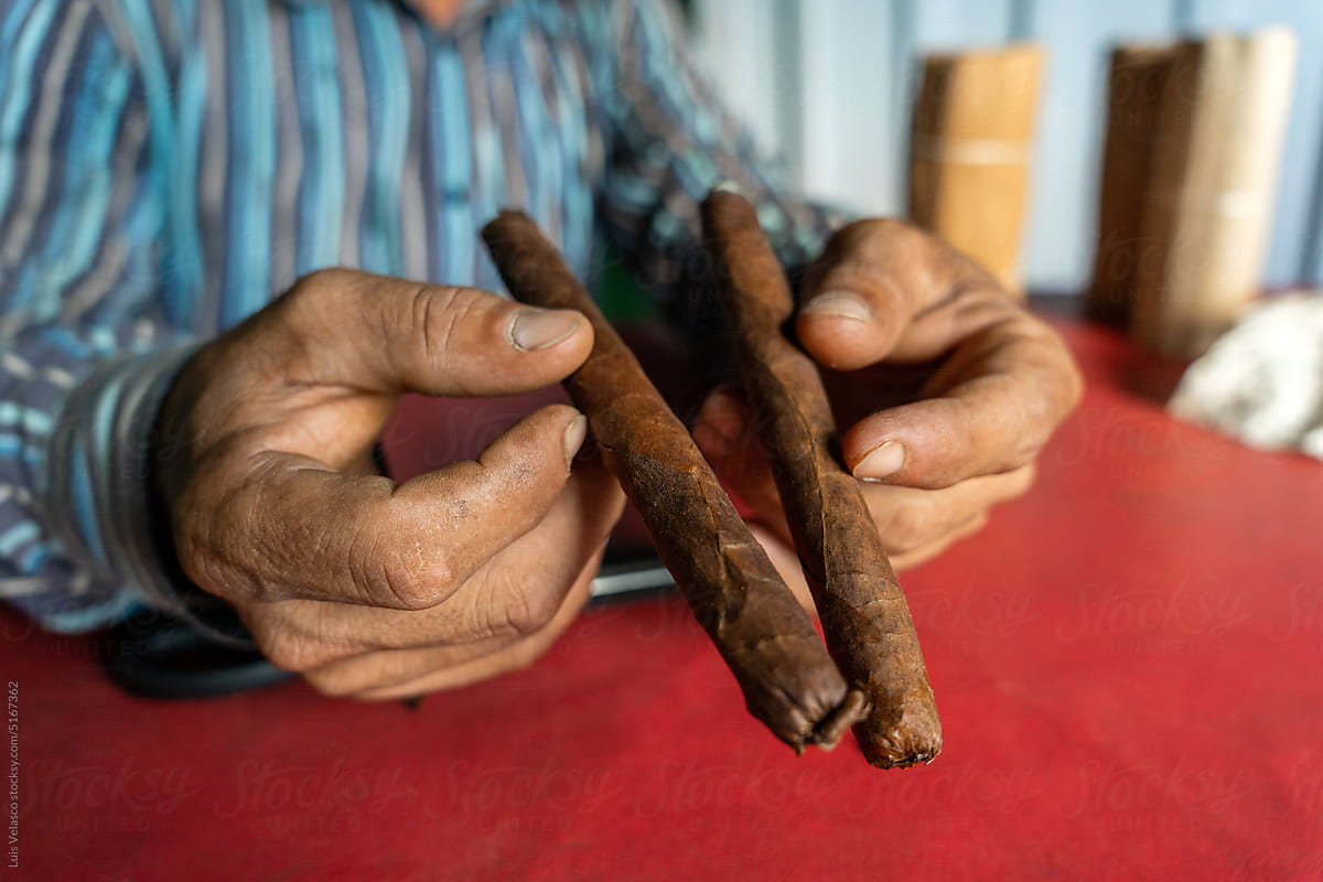 Close Up Of Traditional Cuban Cigars.