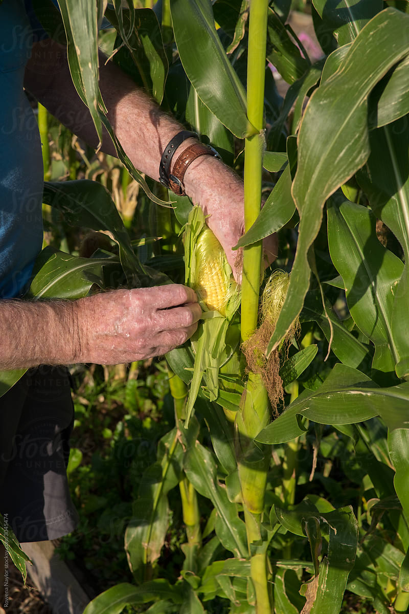 Senior Gardener inspecting corn crop at community garden