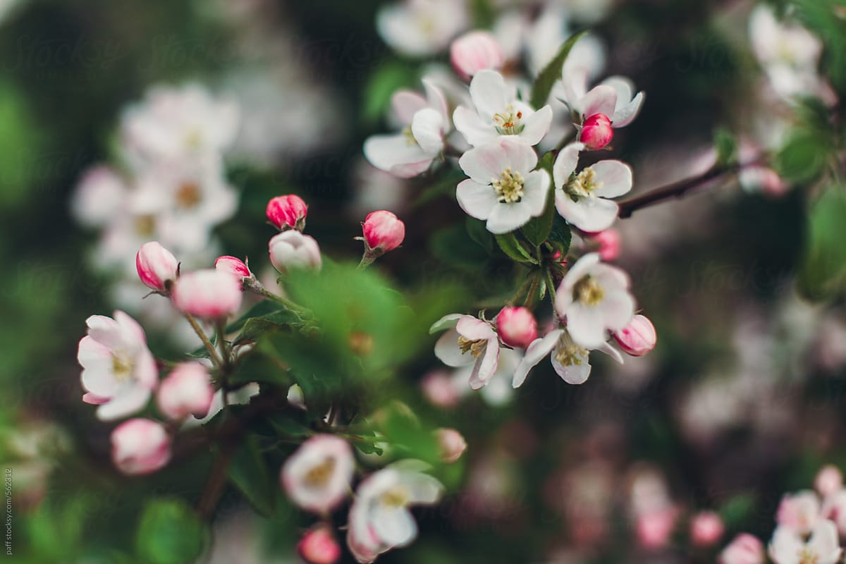 Close up of spring apple blossom