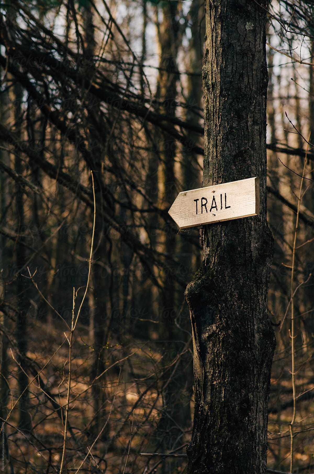 sign points to a trail in the woods