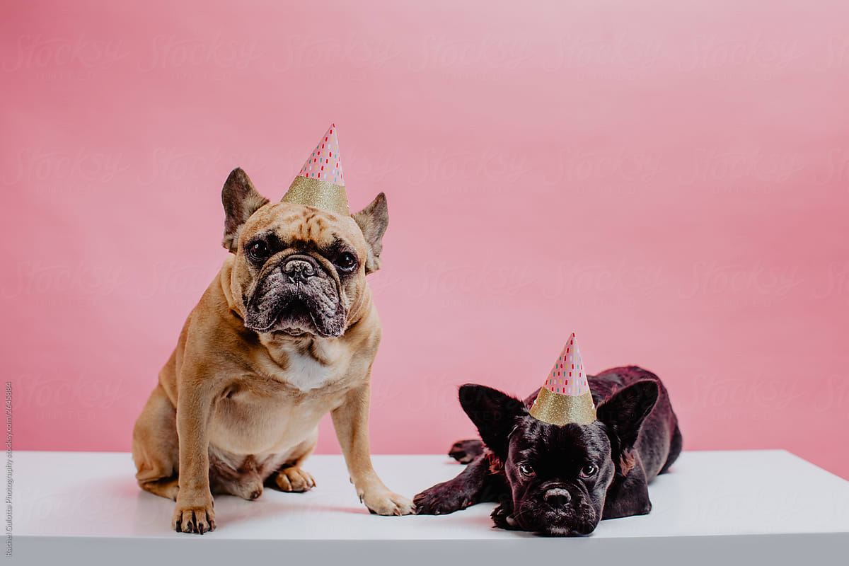 Two french bulldogs wearing party hats