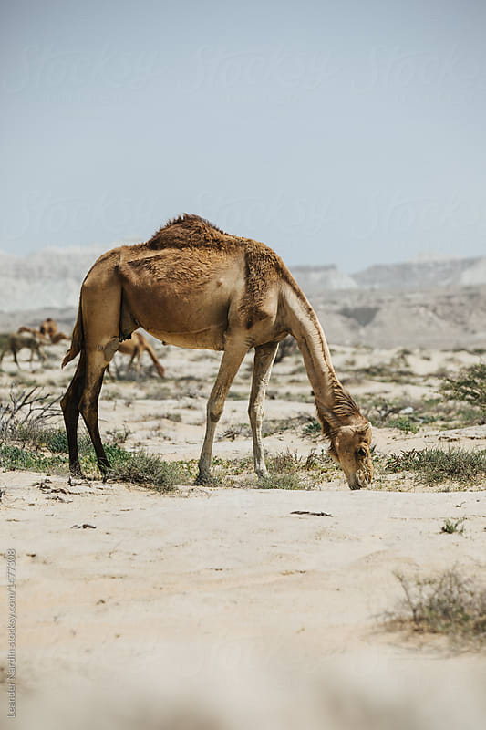 wild camel in iranian desert