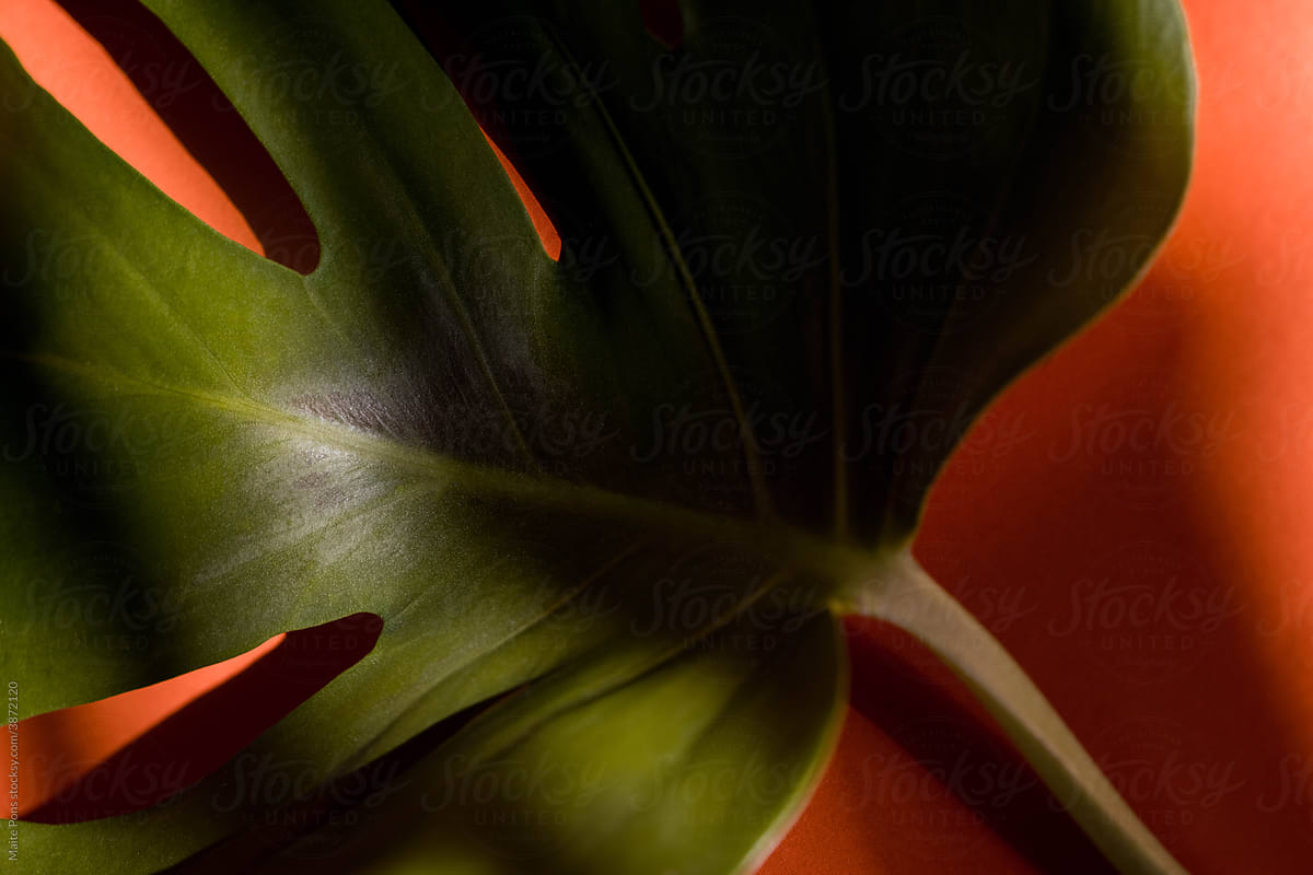 Monstera plant leaf on orange background