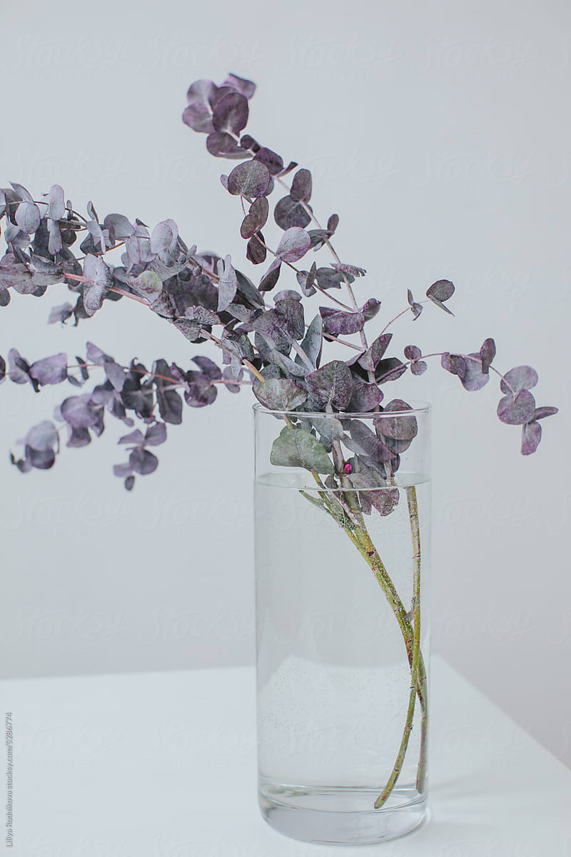Minimalistic bouquet of eucalyptus in vase