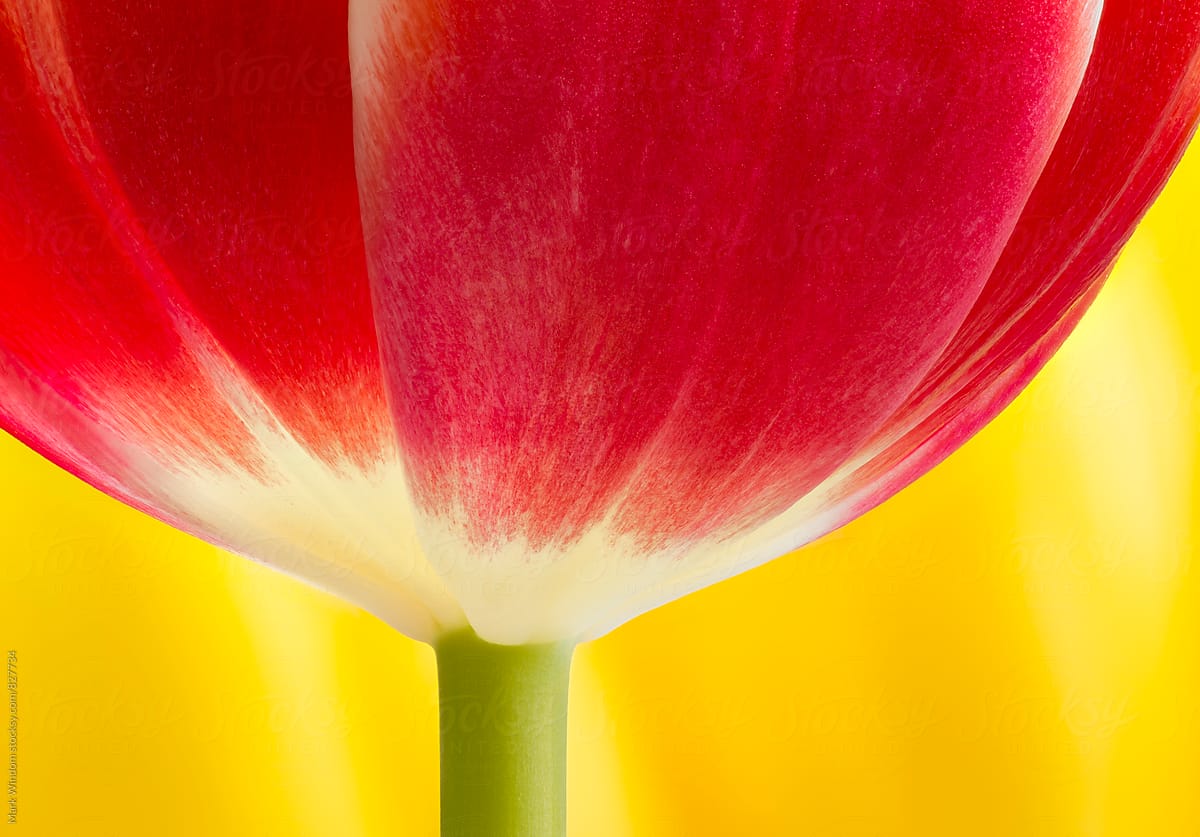 Red tulip closeup