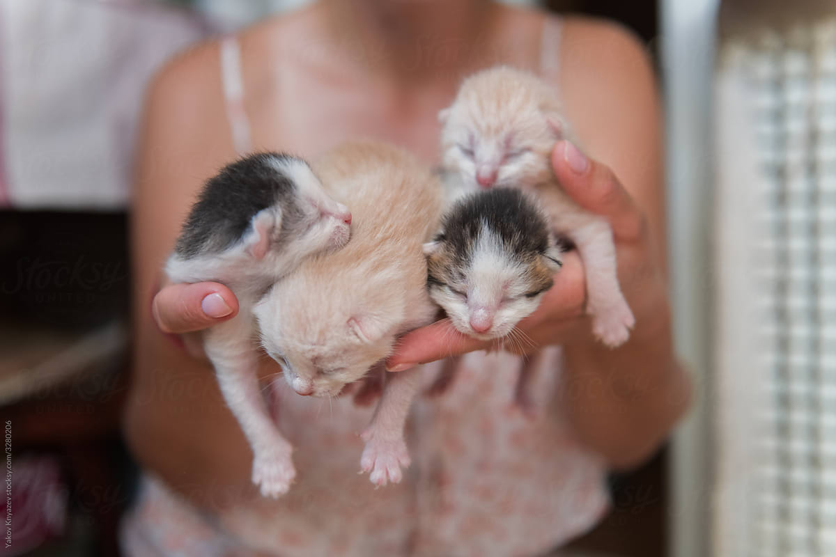 Bunch of kittens on woman\'s hand