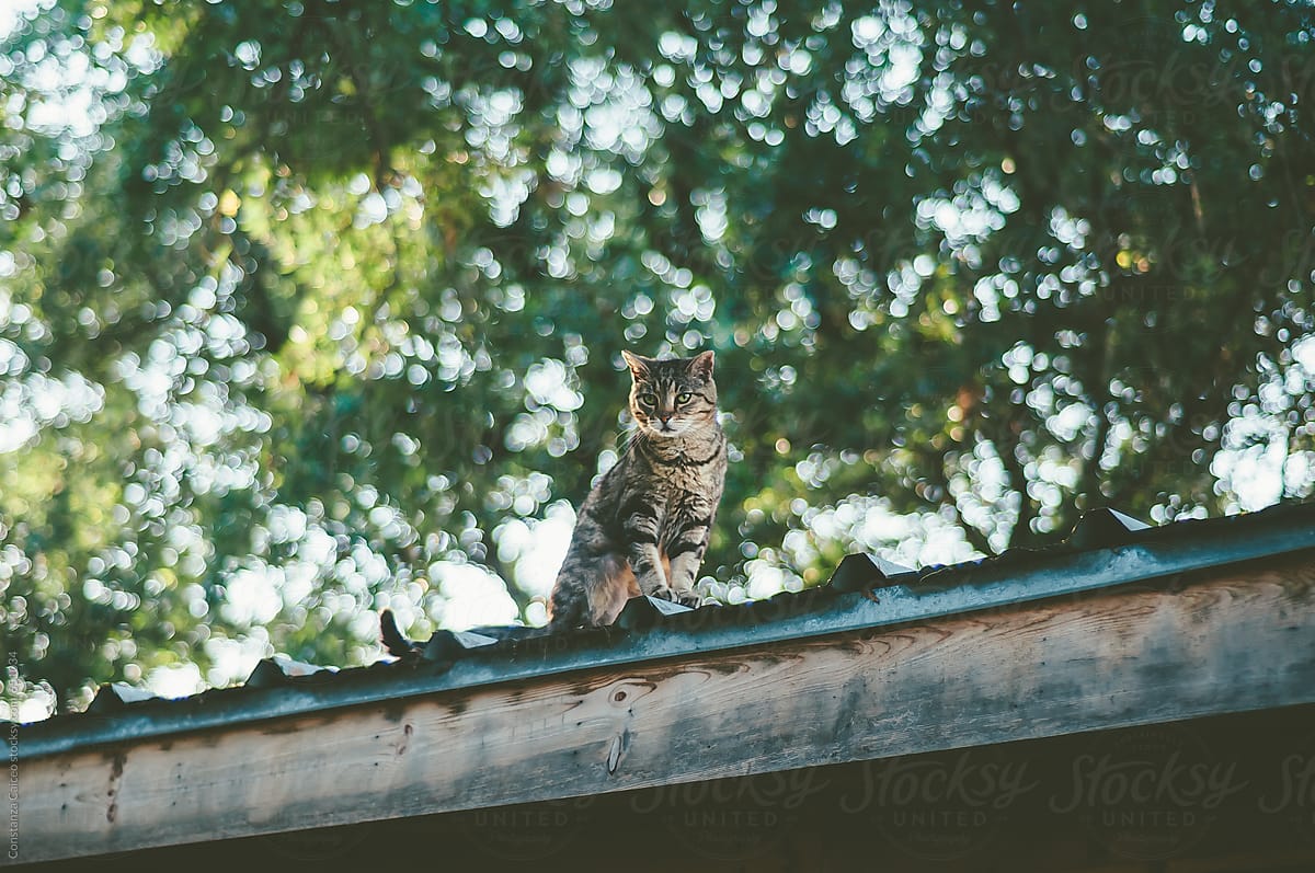 Cat sitting on a roof under a tree