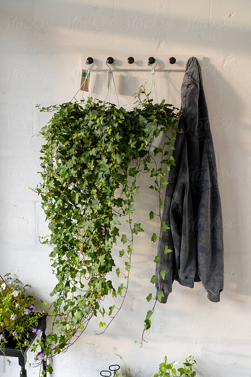 Clothes hanger with ivy
