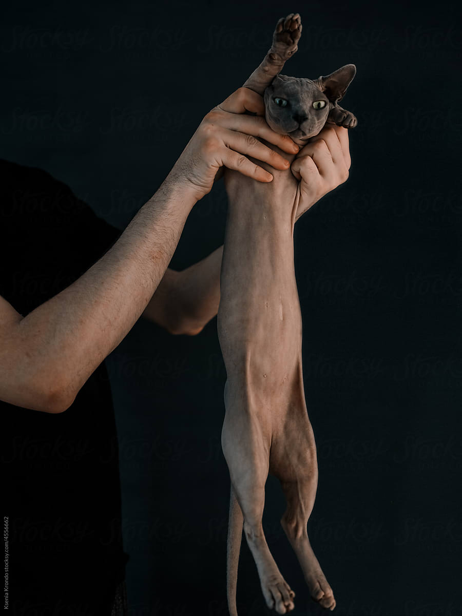 Sphynx cat stretching short legs