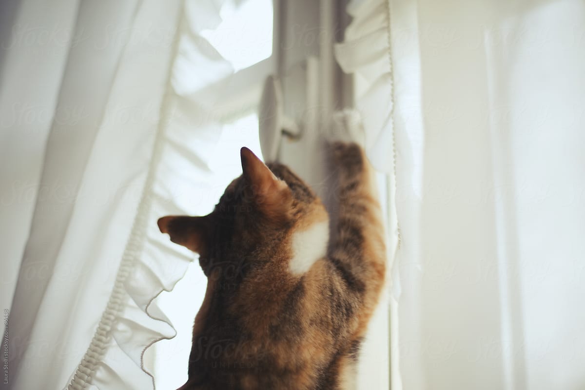 Cat stretching at the window seen from a low angle while scratching white curtains