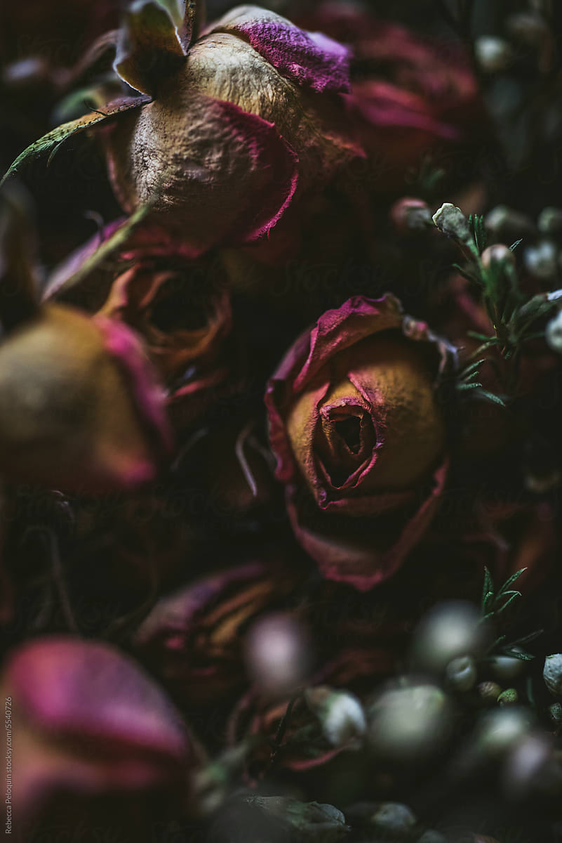 Moody macro of dried roses