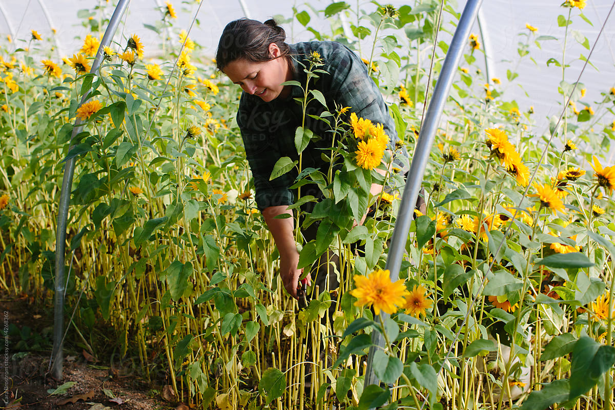 Farmer Harvests Sunflowers