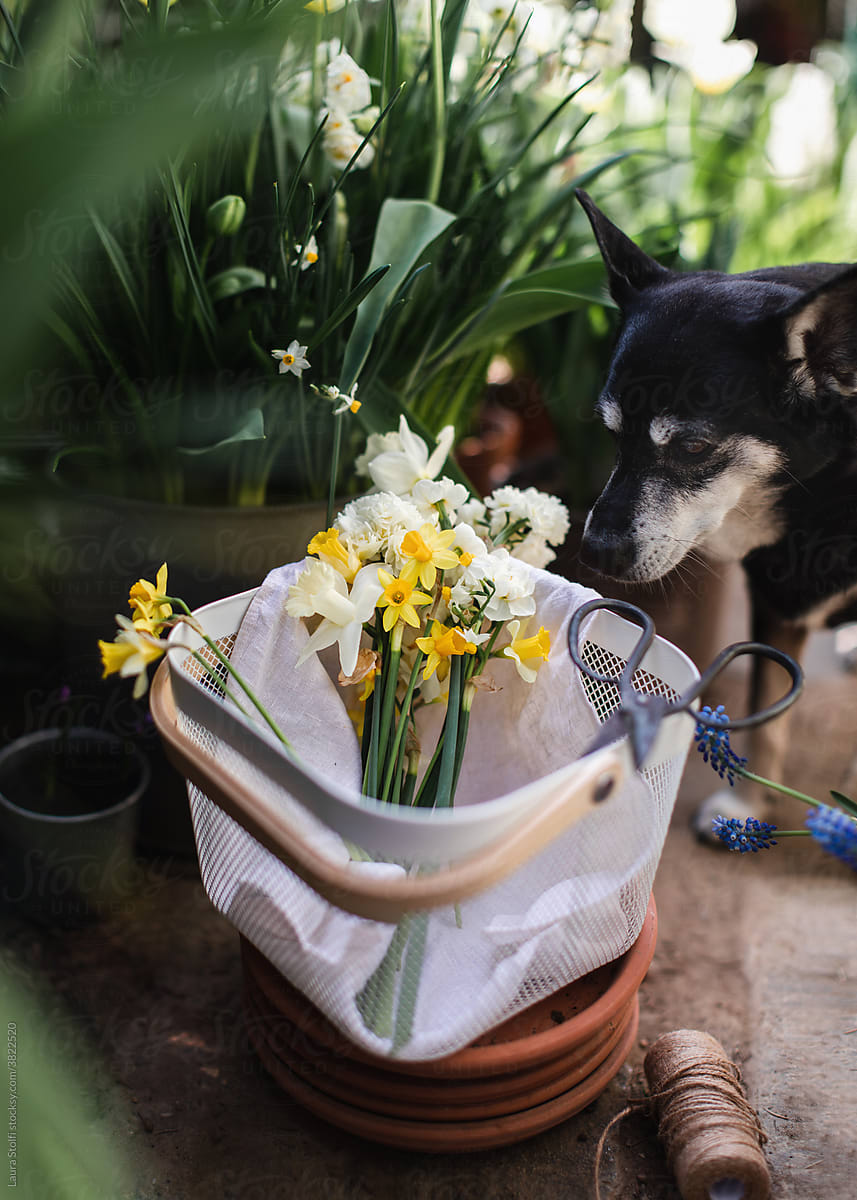 Dog helping gardening flowers