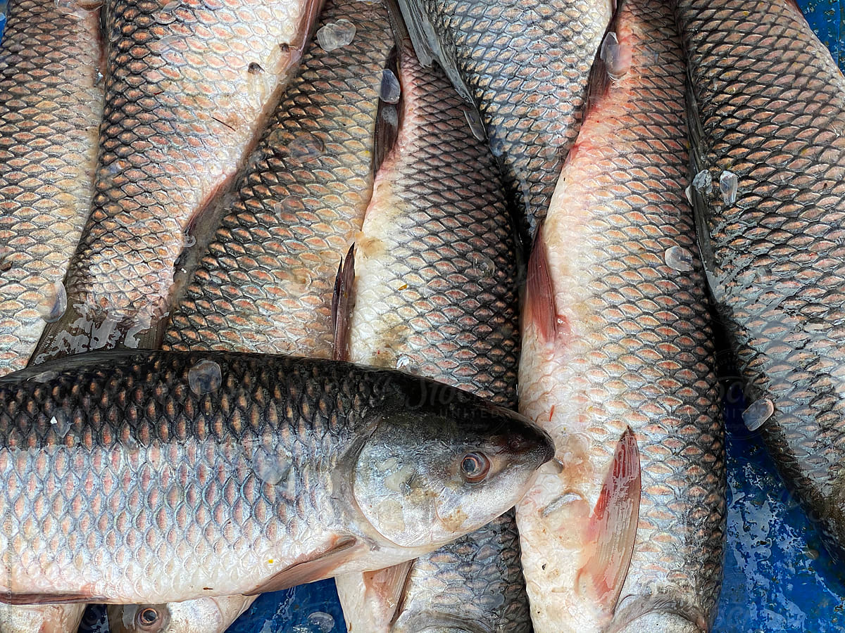 Fish piled in a market for selling to the customers