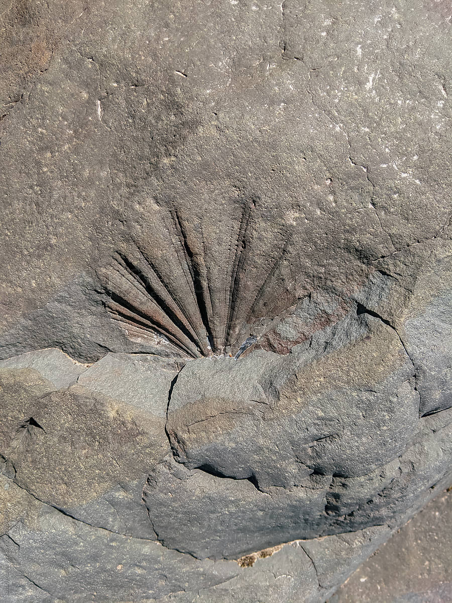 Marine Fossil Implanted Into Rock