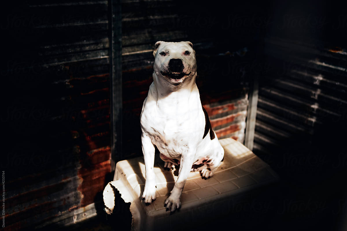 A smiling pitbull dog.