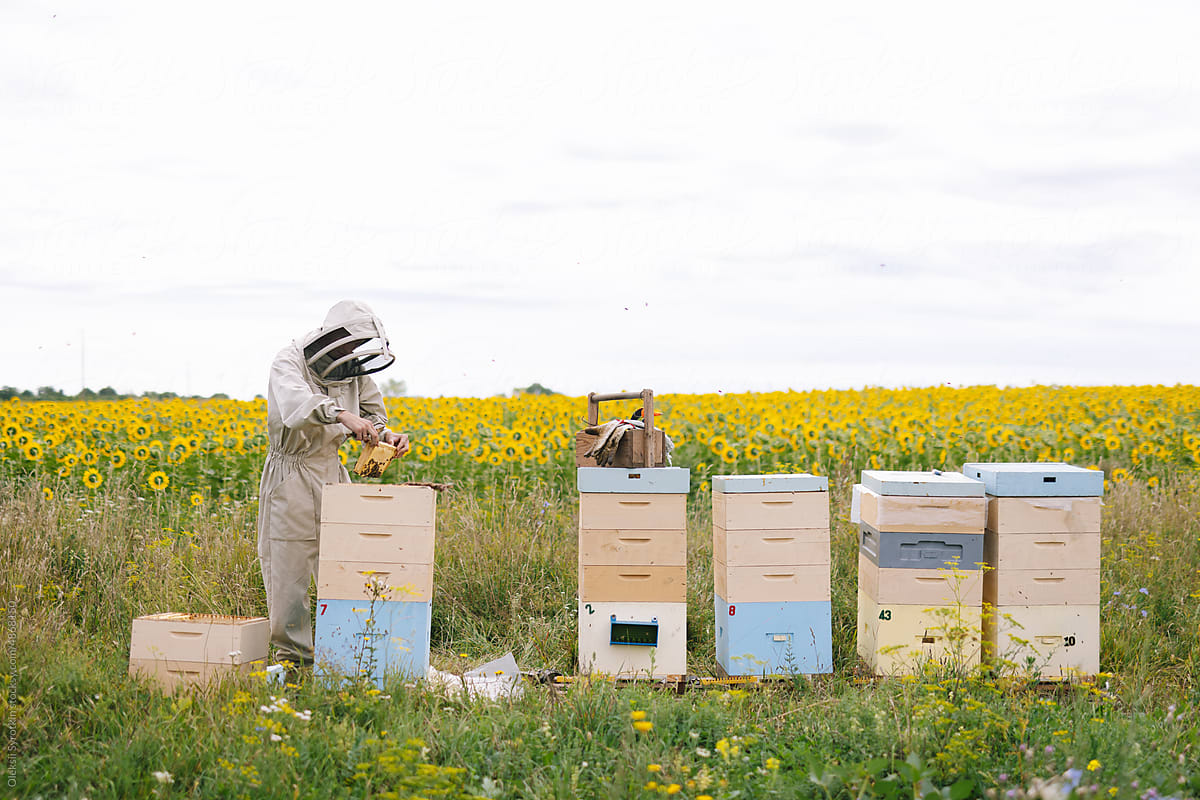 Apiary agriculture rustic job
