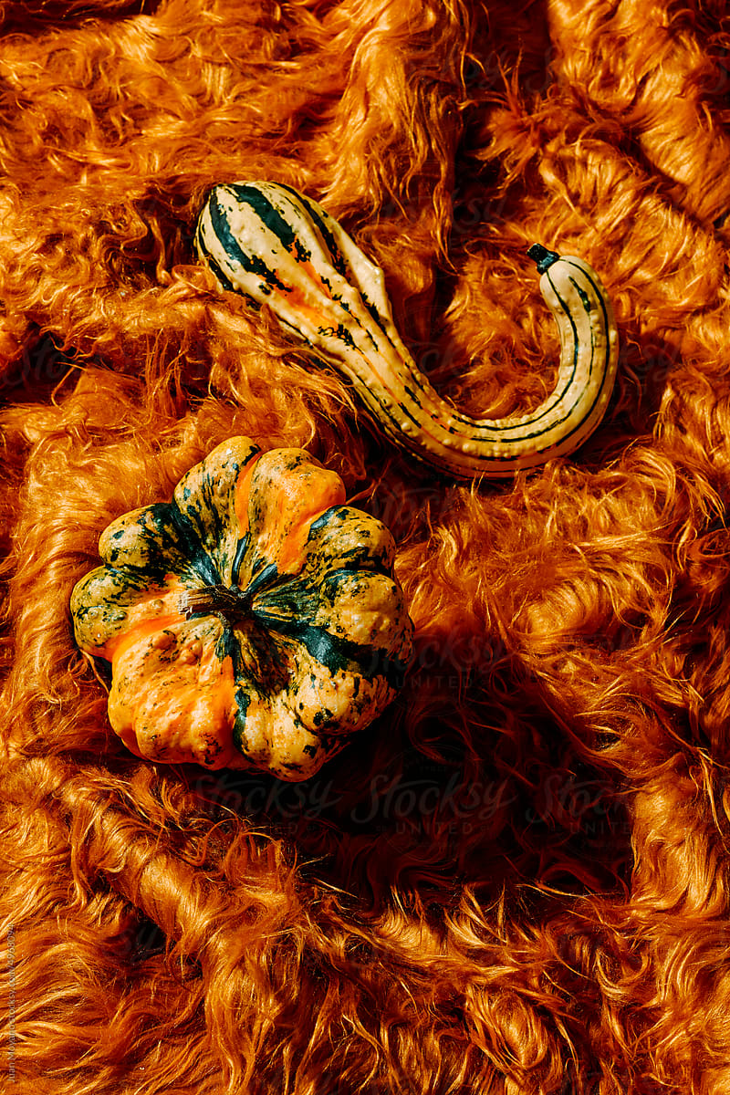 pumpkin and squash on an orange fake fur