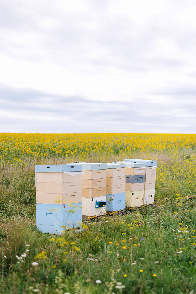 Beehive rural agriculture